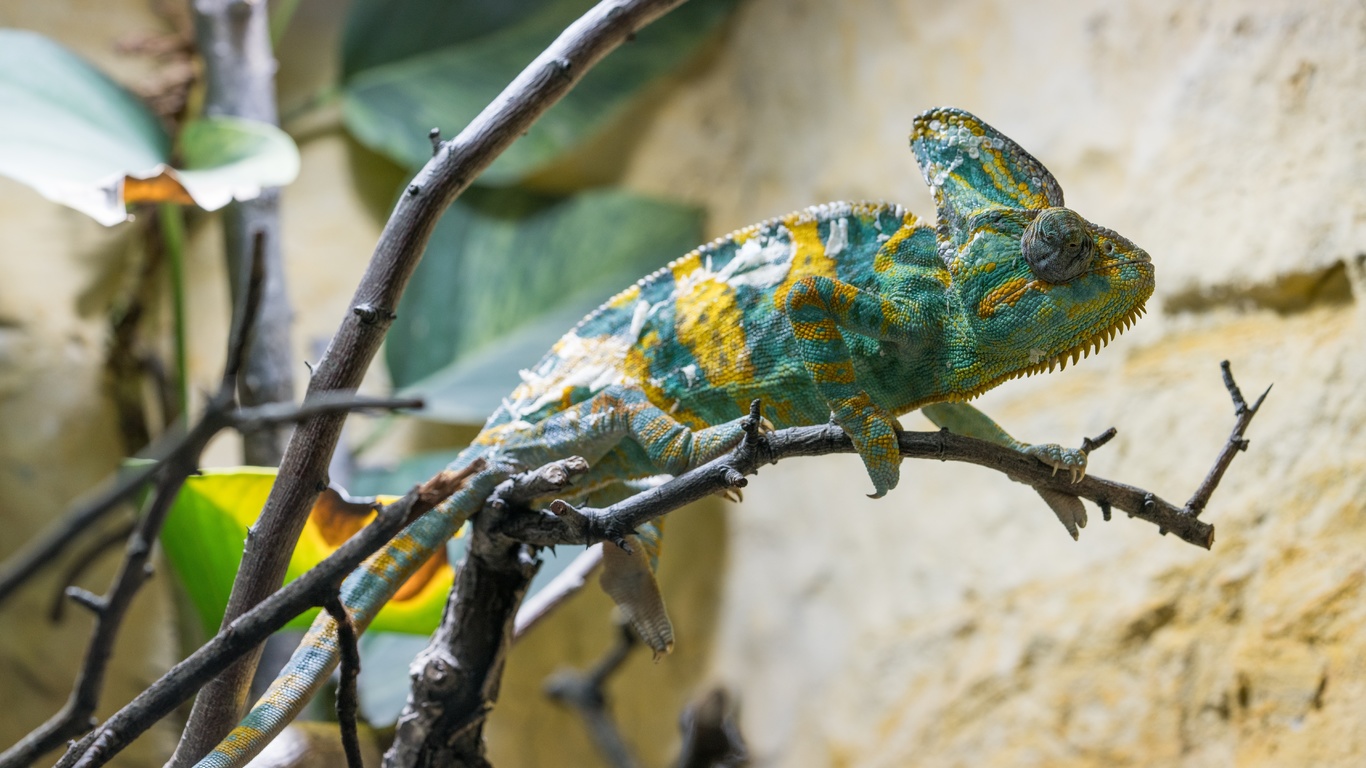 animal, wildlife, green reptile, camouflage, chameleon