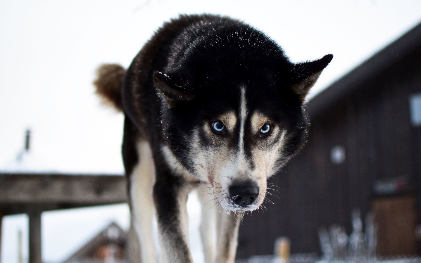 husky safari, norway, husky park