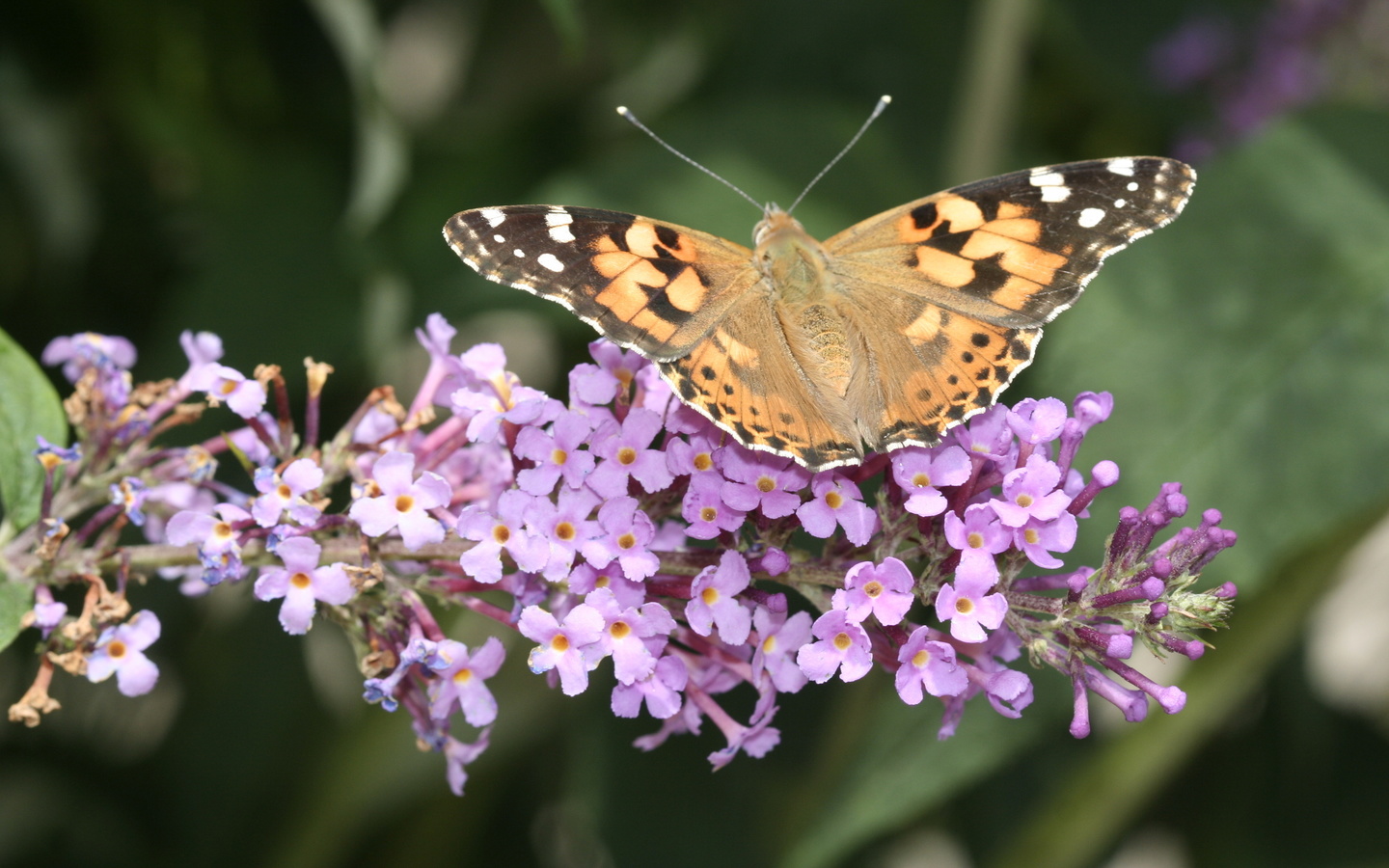 buddleja davidii, ornamental plant, orange eye, summer lilac, vanessa cardui, butterfly, painted lady