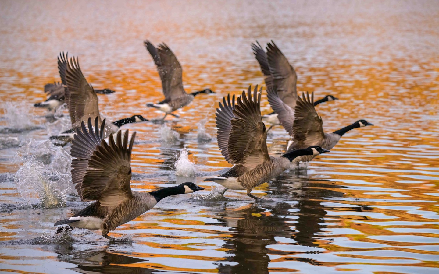 canada goose, branta canadensis, delmarva peninsula