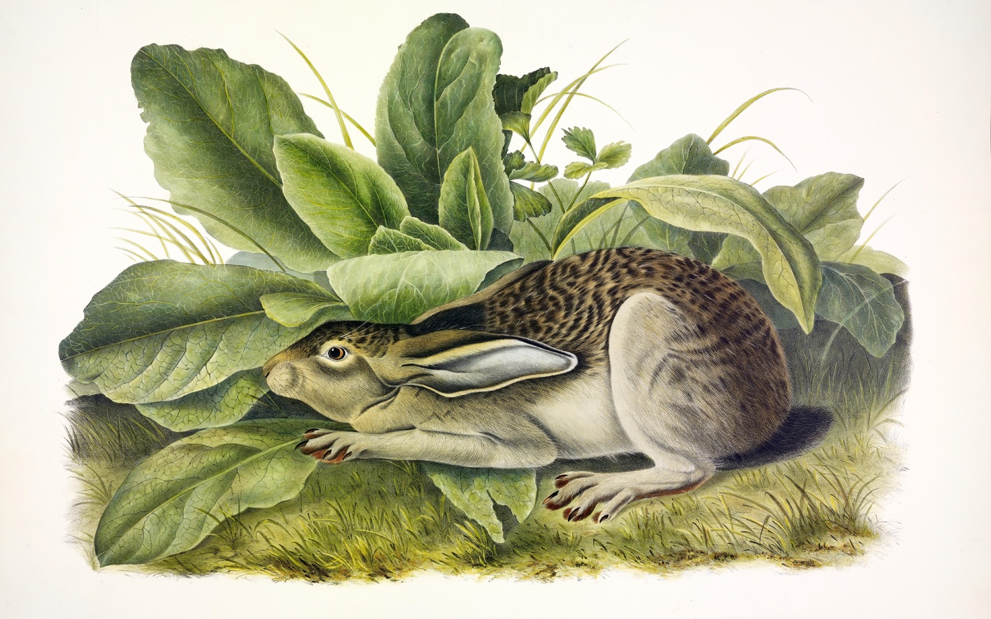 black-tailed hare, john james audubon, north america