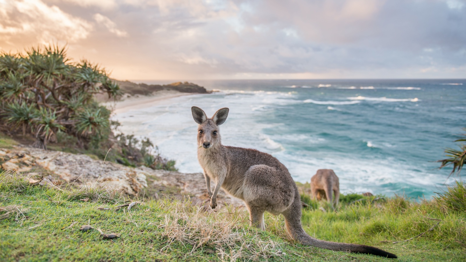 flinders chase national park, kangaroo island, south australia