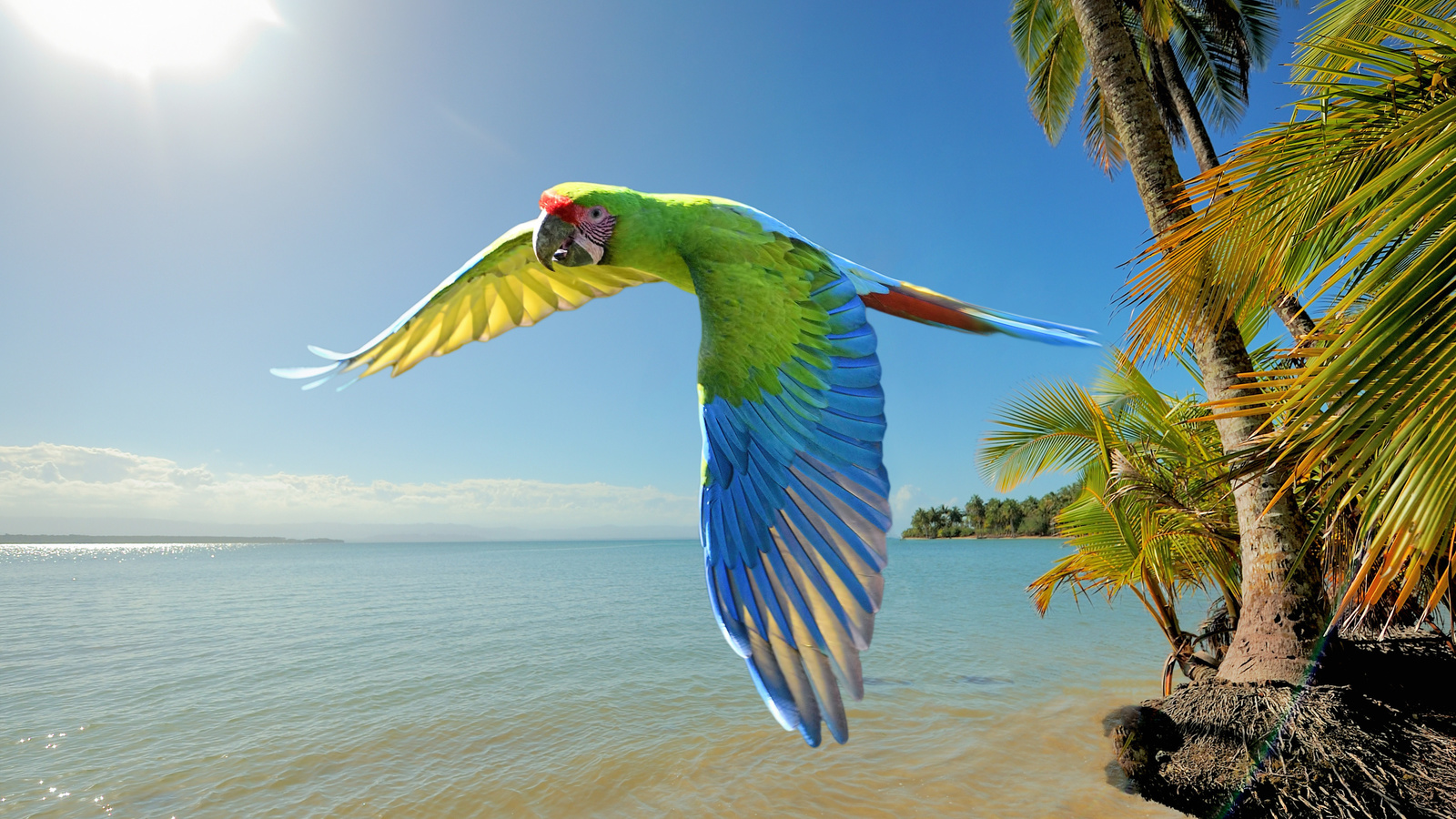 great green macaw, costa rica, large parrots