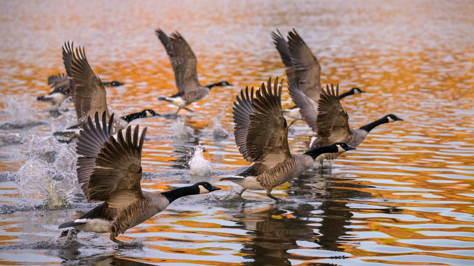 canada goose, branta canadensis, delmarva peninsula