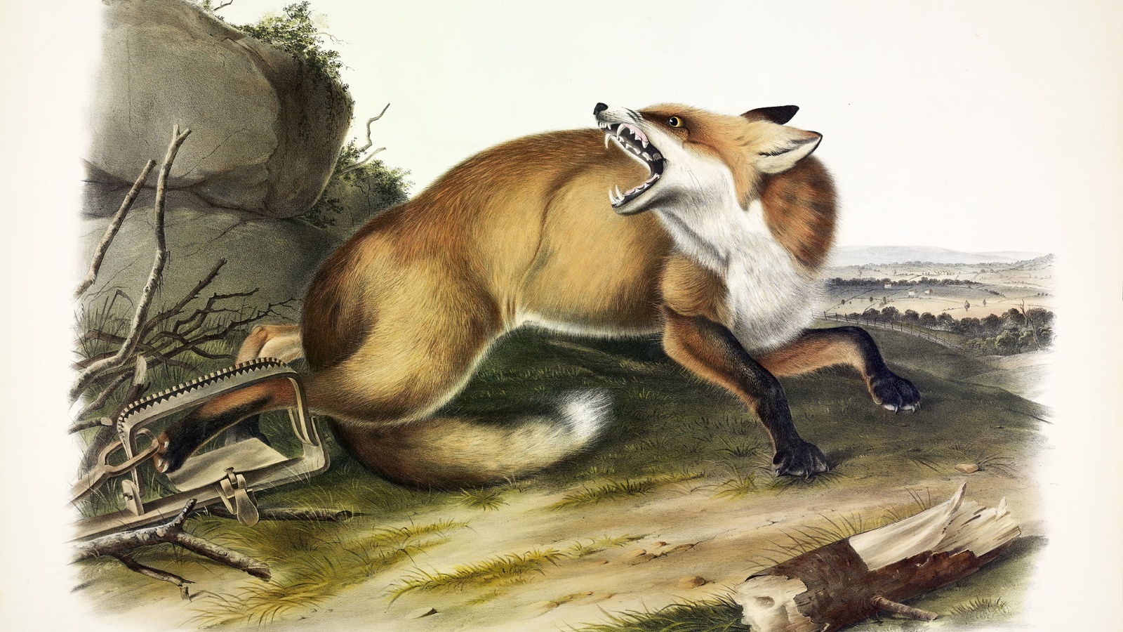 american red fox, vulpes fulvus, 1846, john james audubon, north america