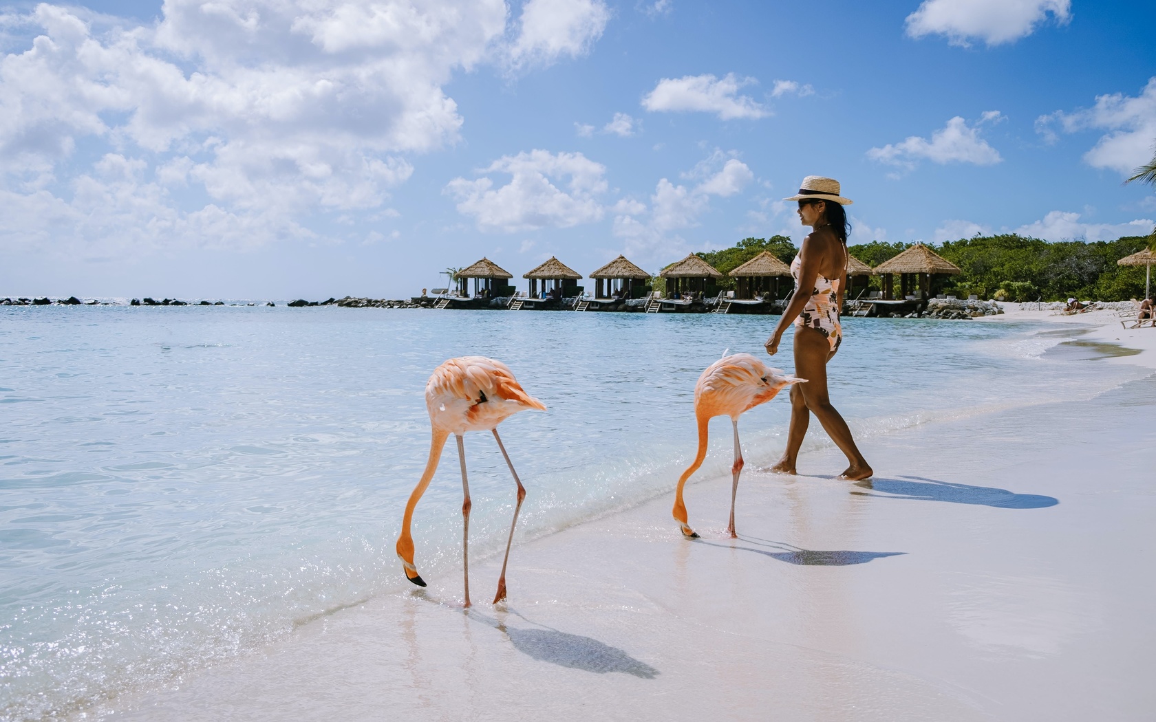 flamingo, beach, aruba, caribbean sea