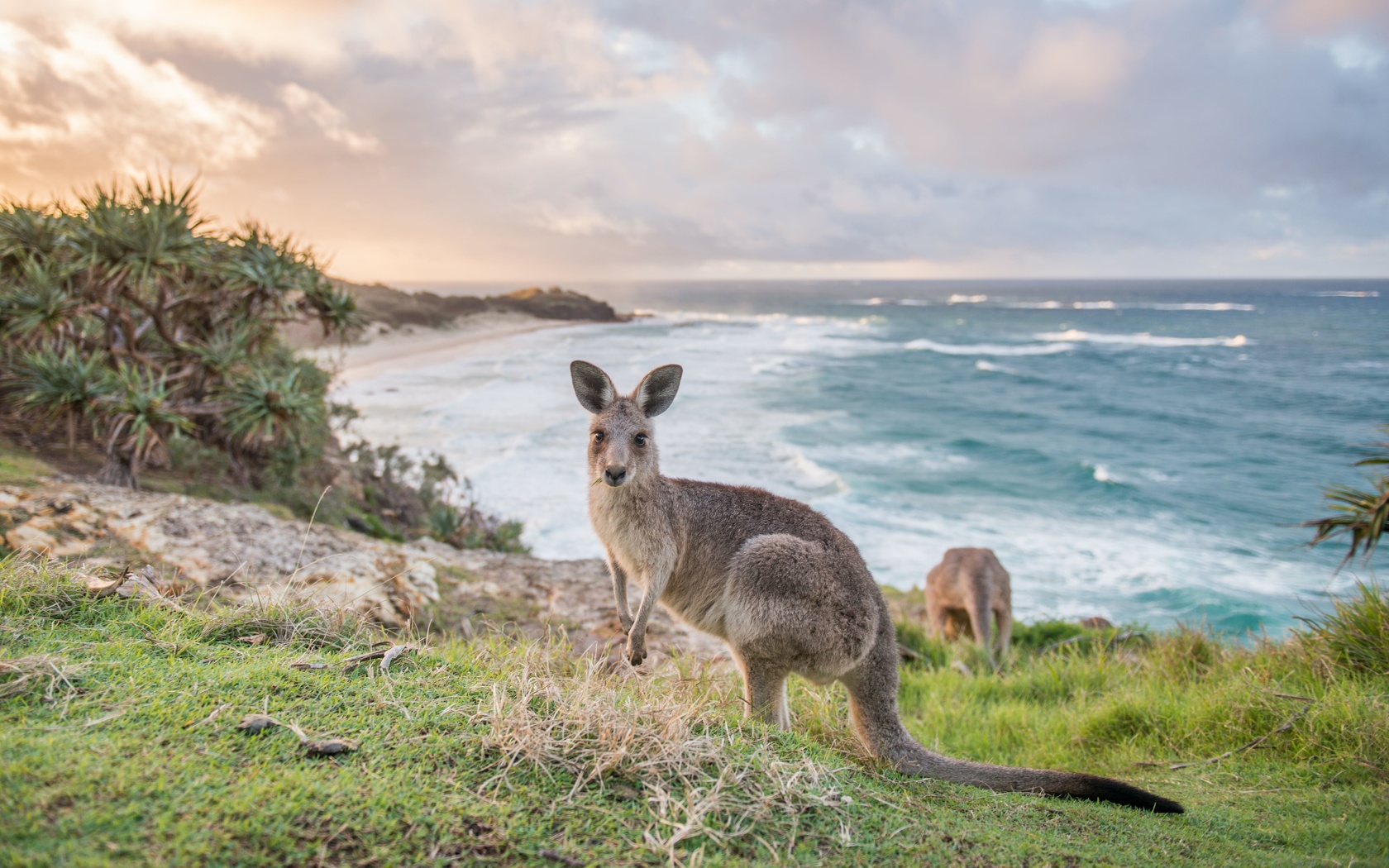 flinders chase national park, kangaroo island, south australia