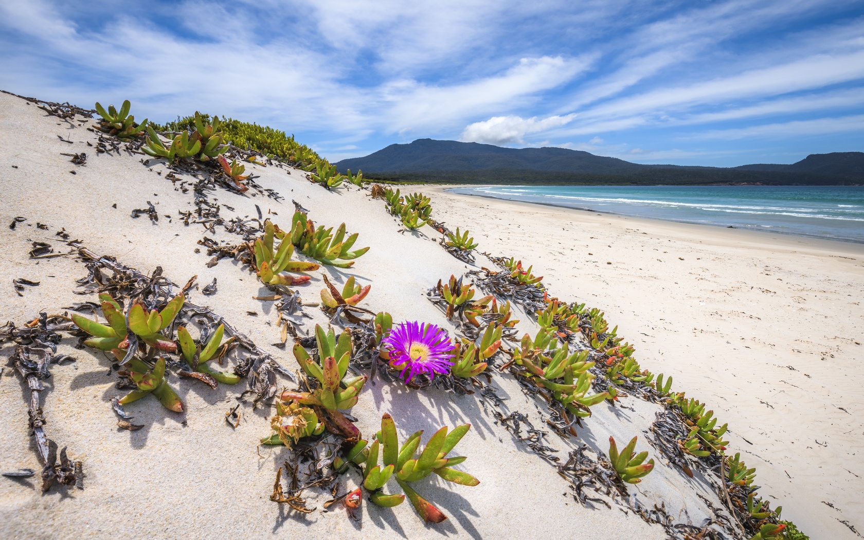 pigface, carpobrotus glaucescens, maria island, tasman sea, australia