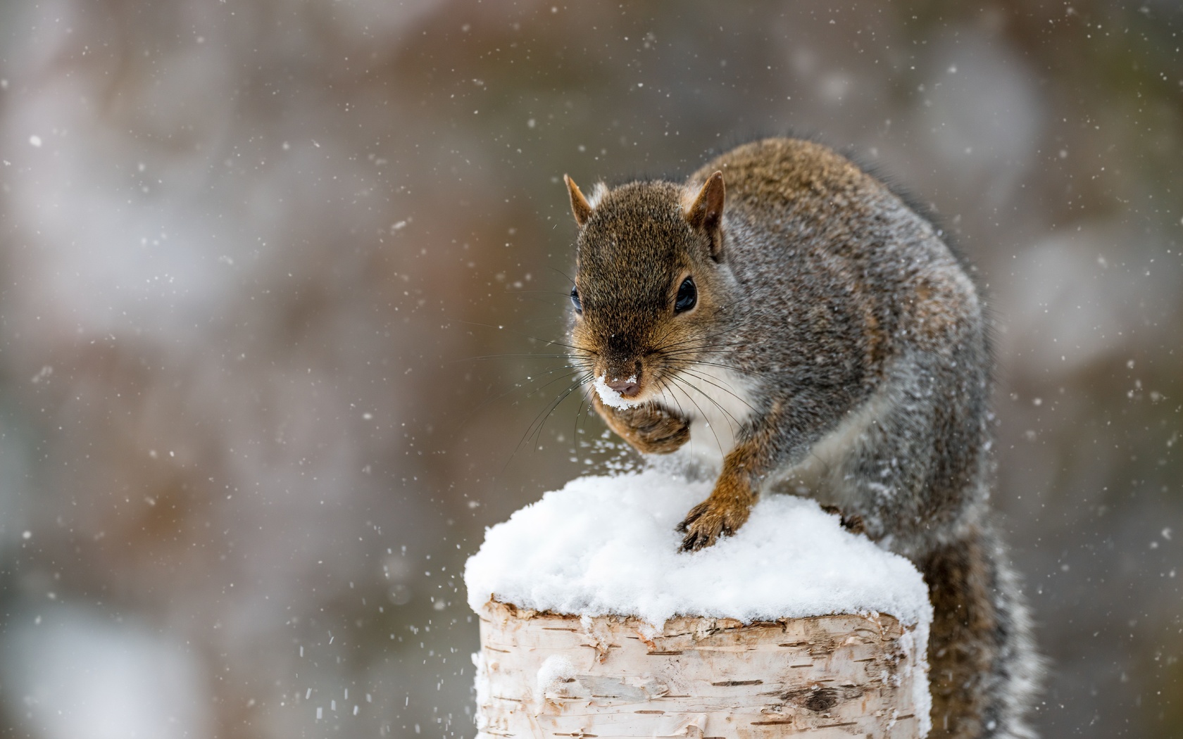 cute, creature, squirrel