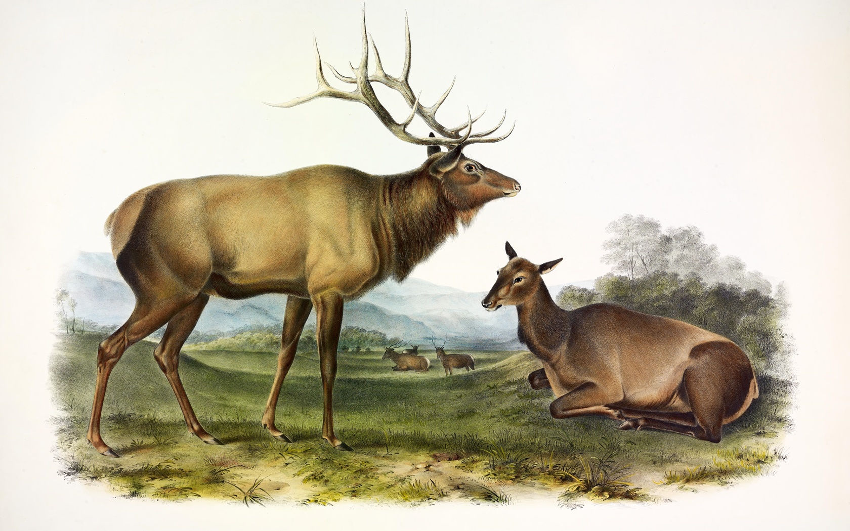 american elk, john james audubon, 1845