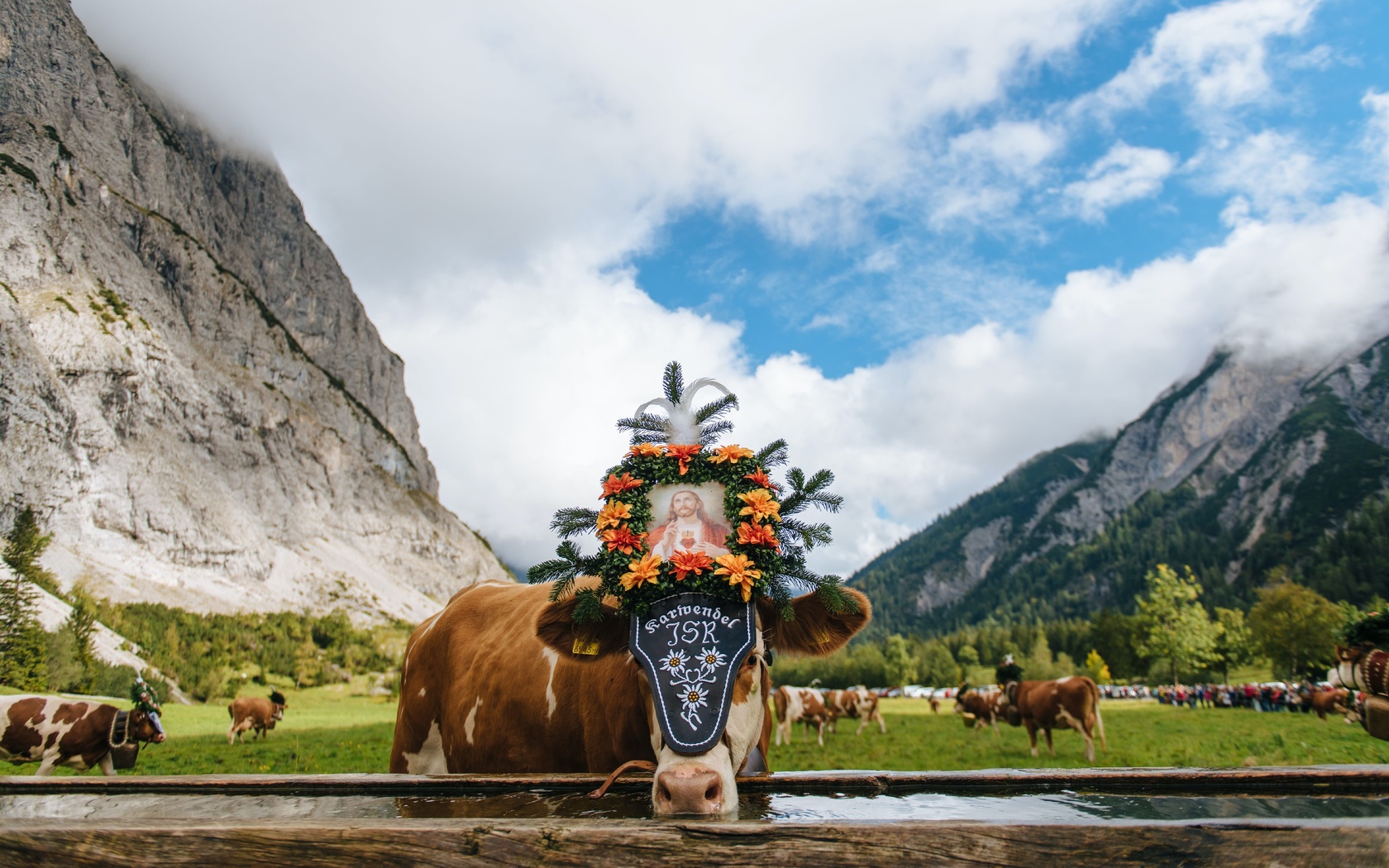 pertisau, austrian alps, meadow, cattle, cows