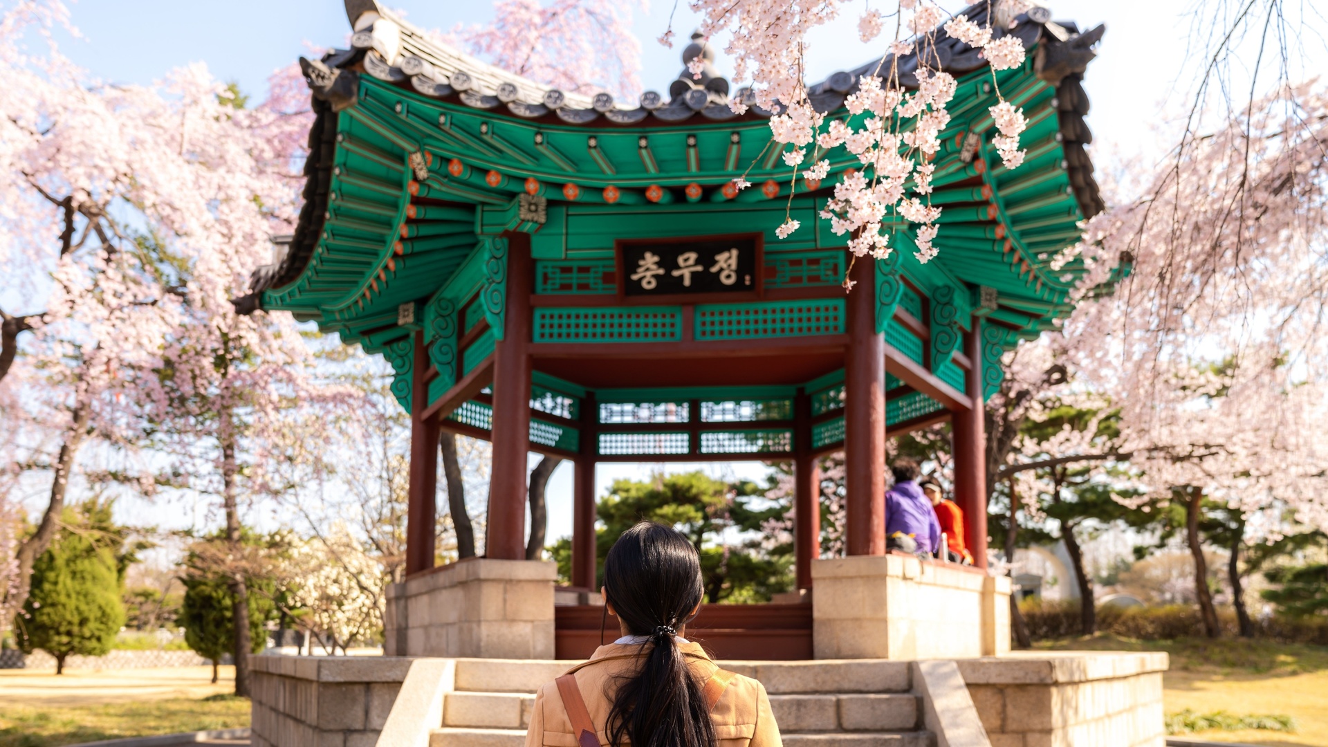 cherry blossom, park, seoul, south korea