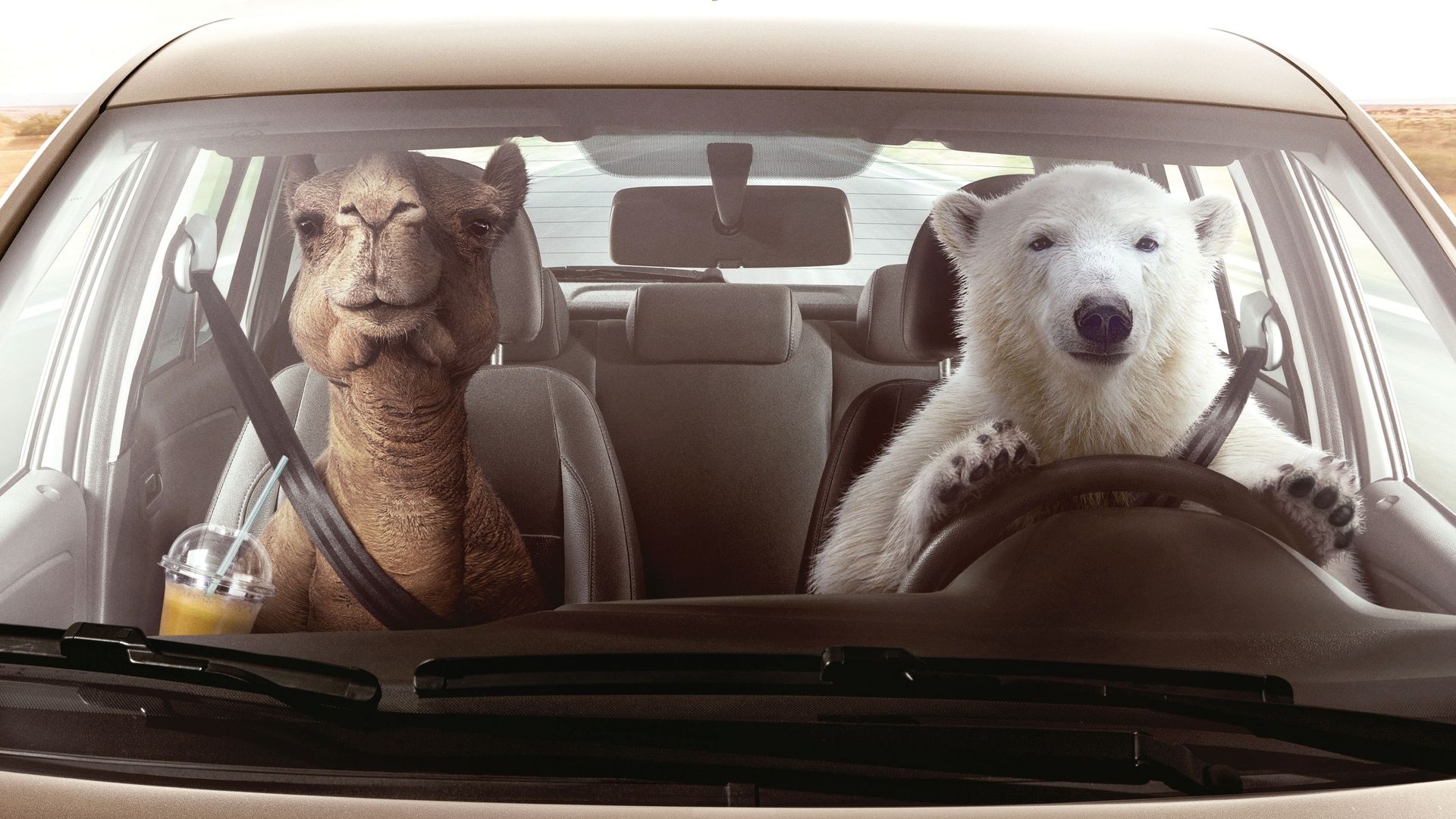 volkswagen, zone temperature control, polar bear, camel