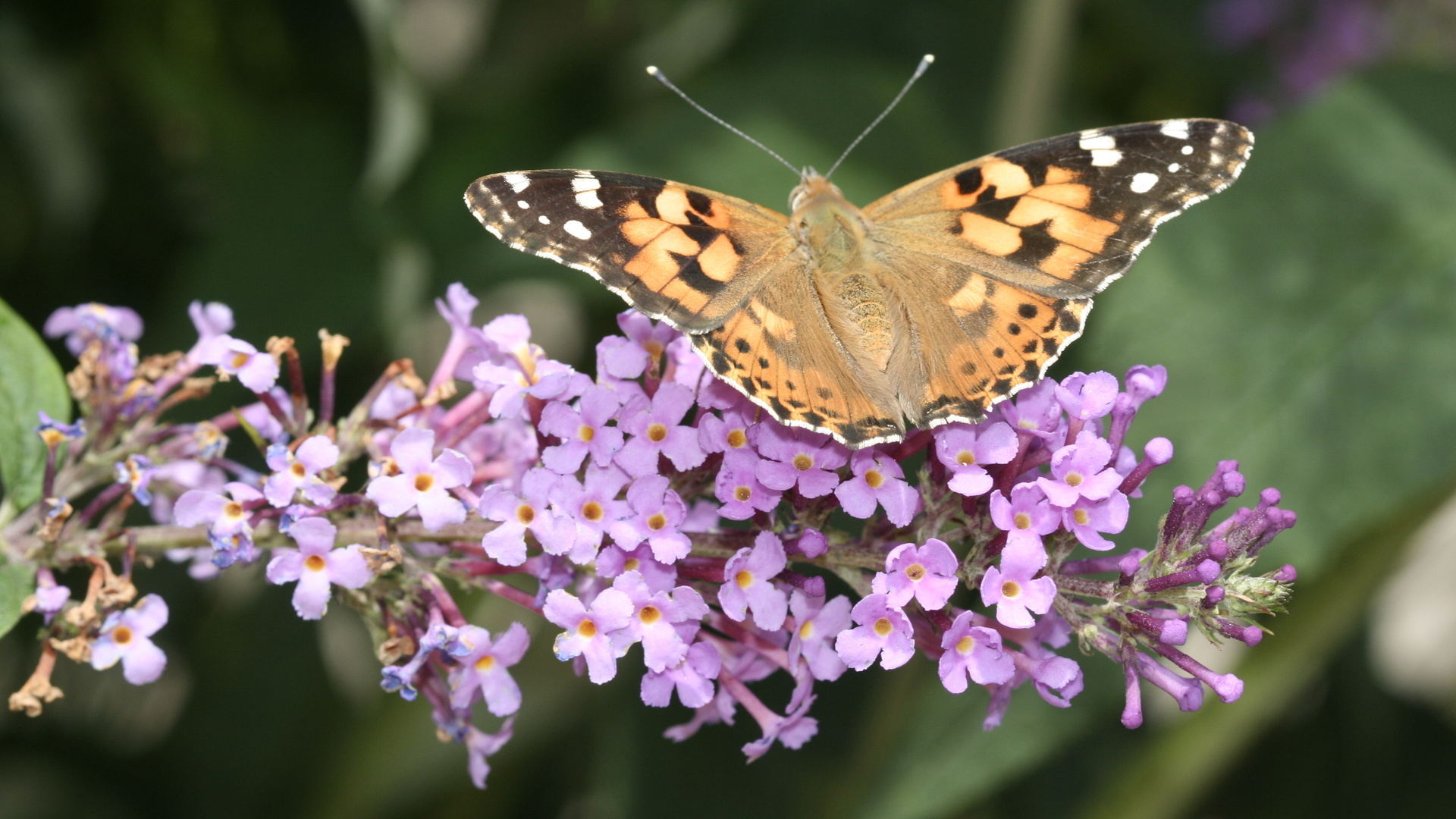 buddleja davidii, ornamental plant, orange eye, summer lilac, vanessa cardui, butterfly, painted lady