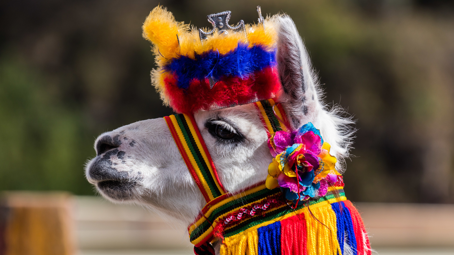 lama, ipiales, colombia