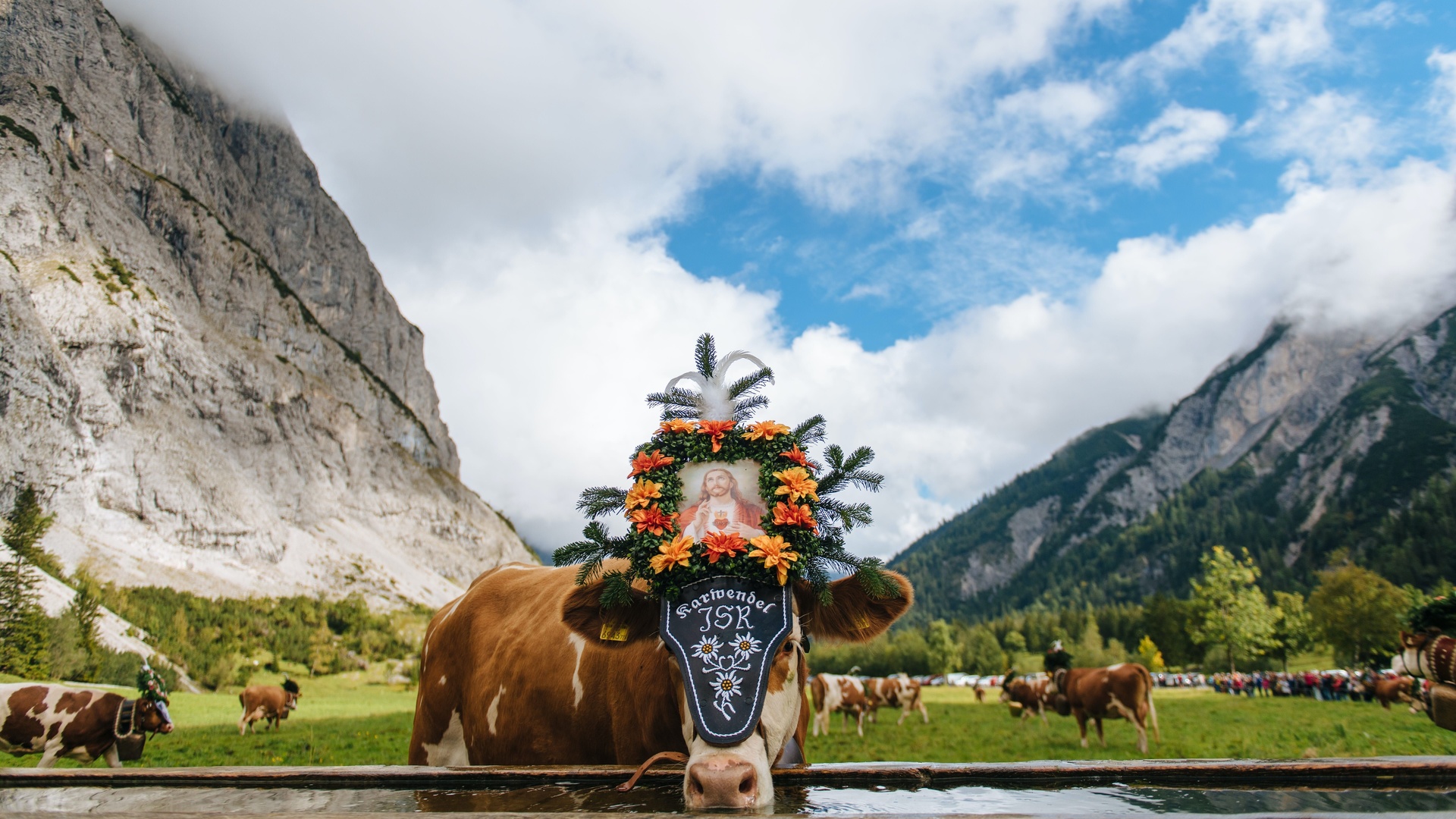 pertisau, austrian alps, meadow, cattle, cows