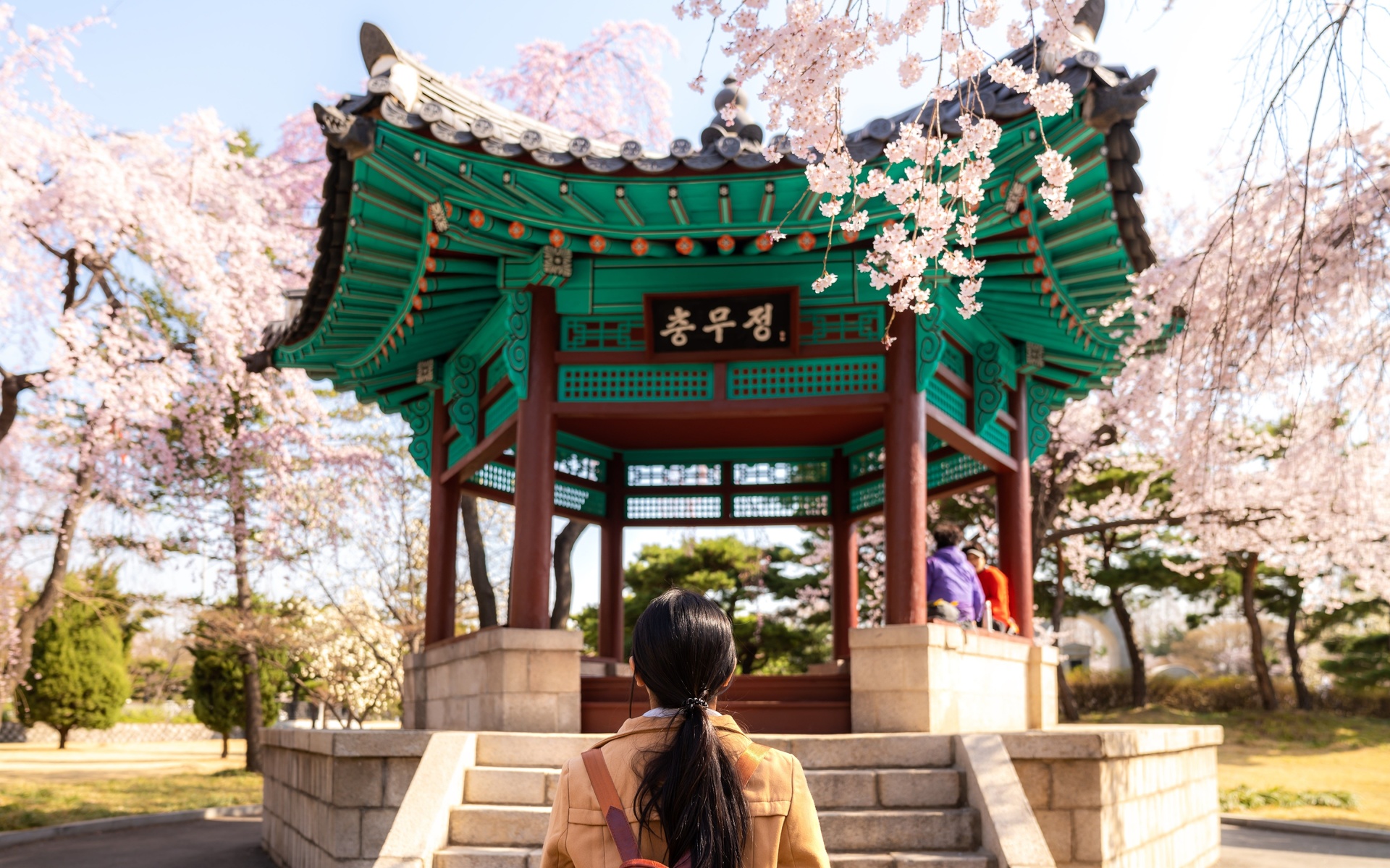 cherry blossom, park, seoul, south korea