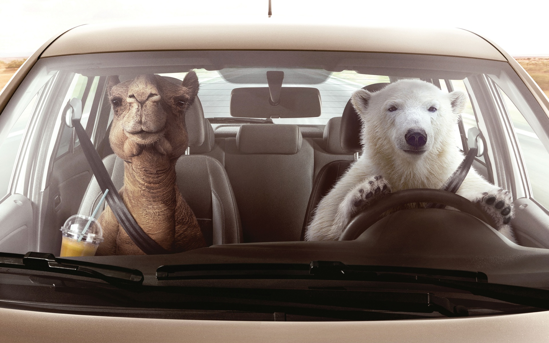 volkswagen, zone temperature control, polar bear, camel