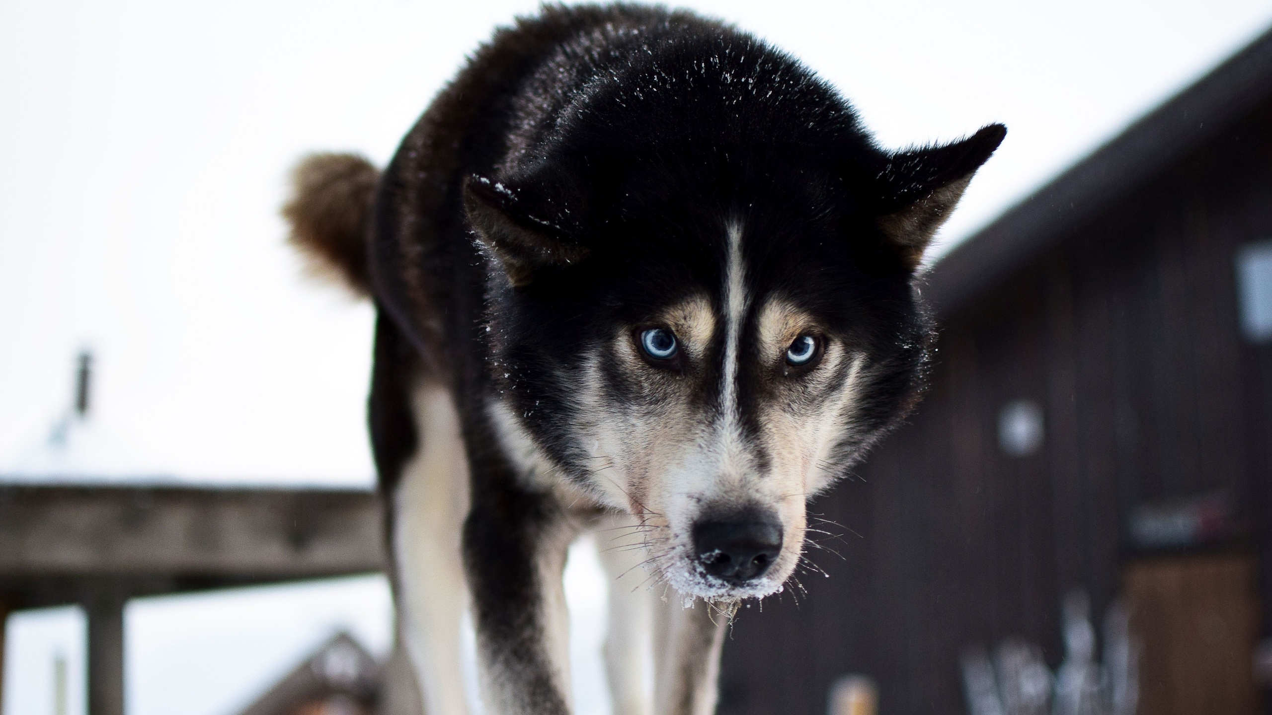 husky safari, norway, husky park