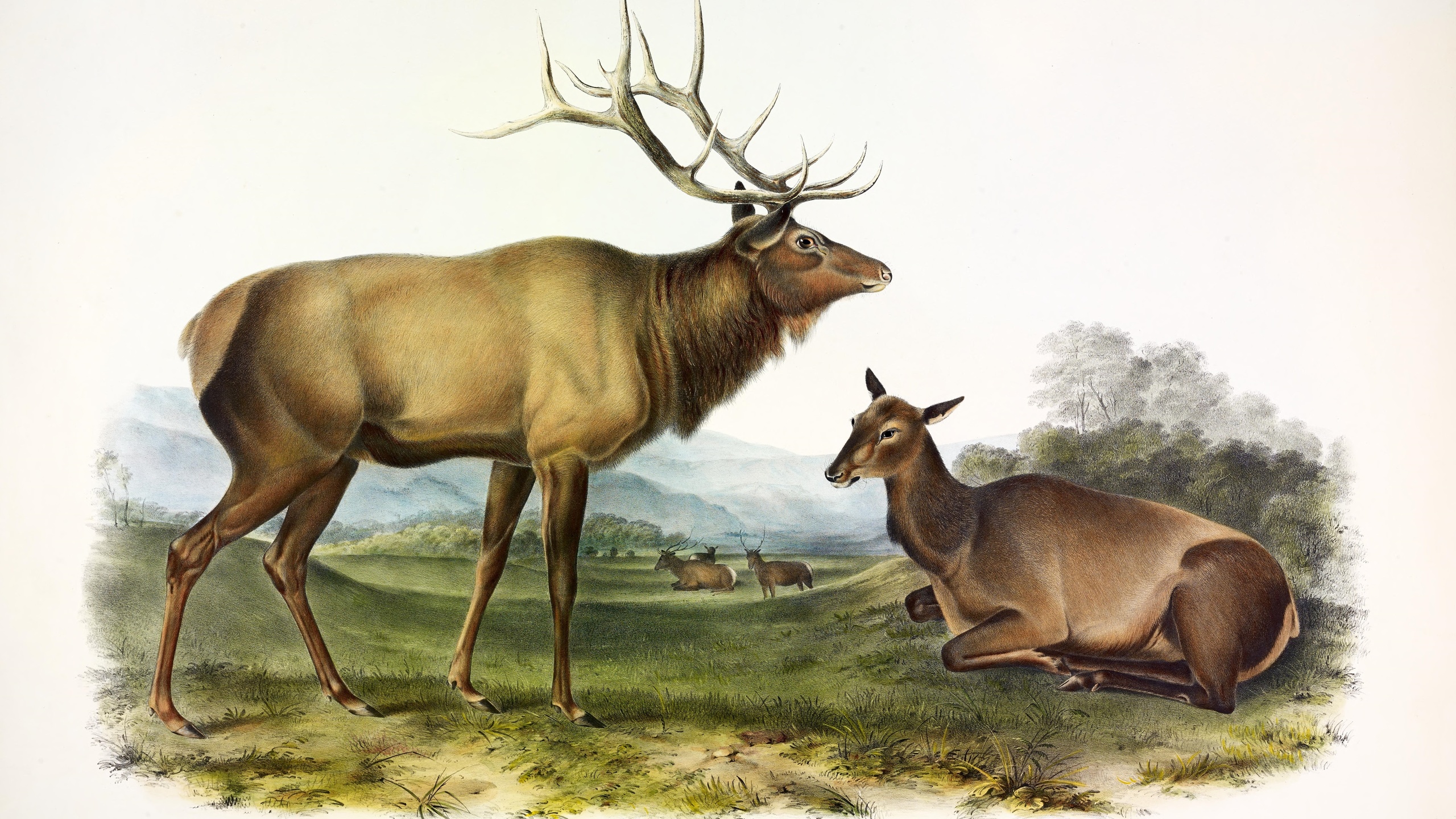 american elk, john james audubon, 1845