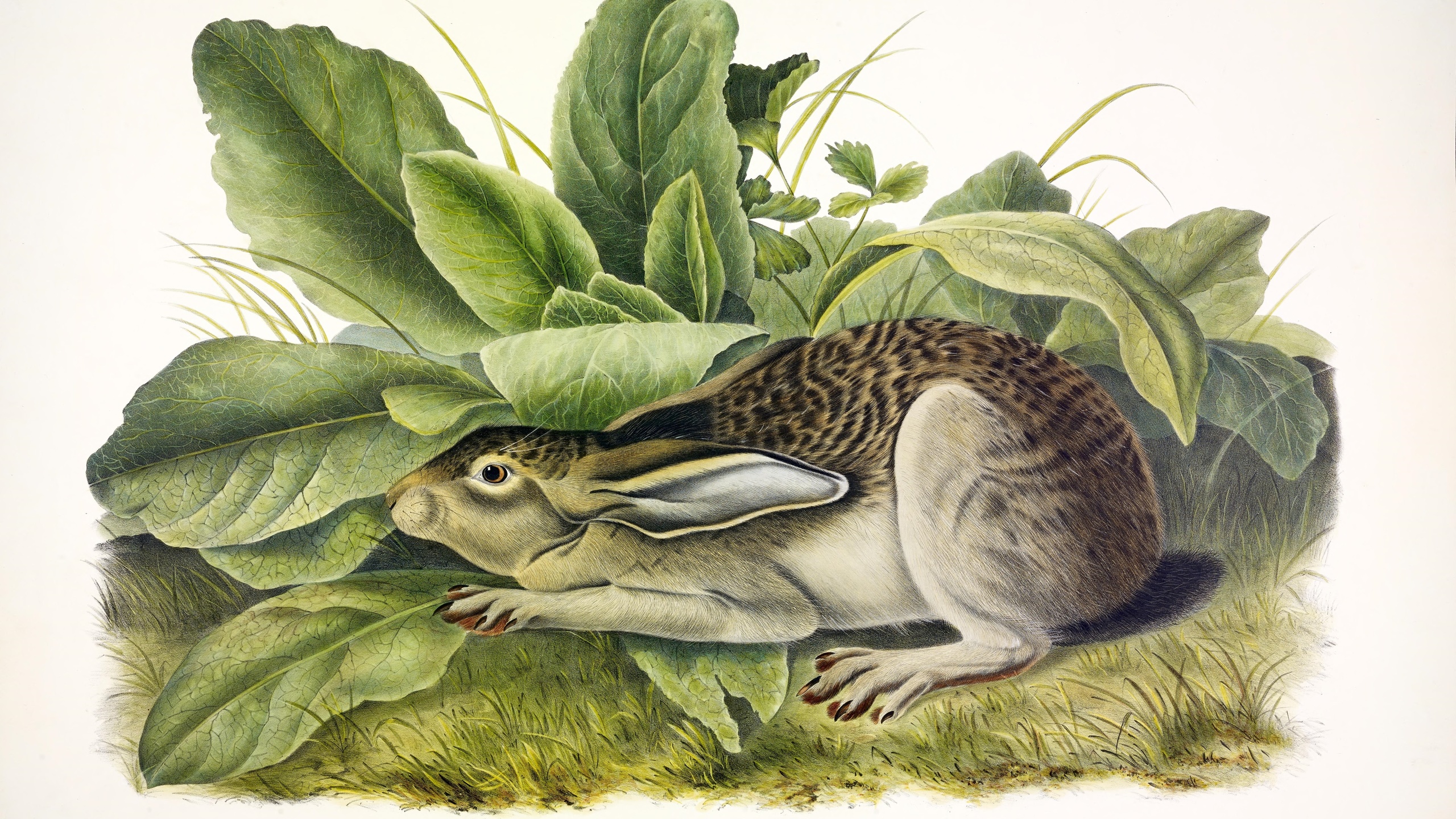 black-tailed hare, john james audubon, north america