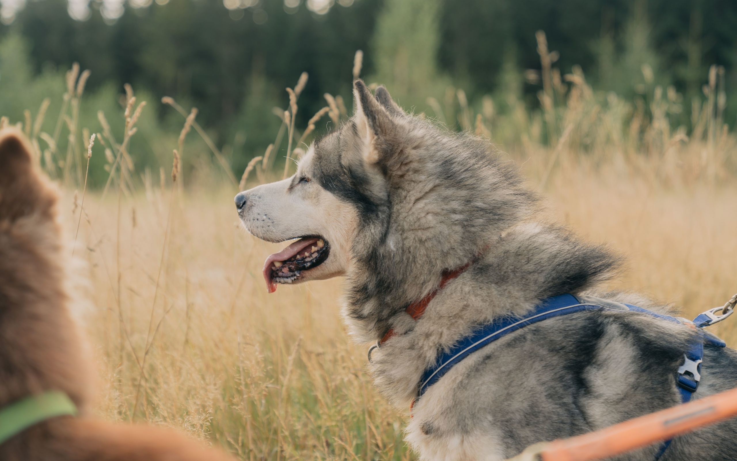 nature, thuringian forest, huskies, germany