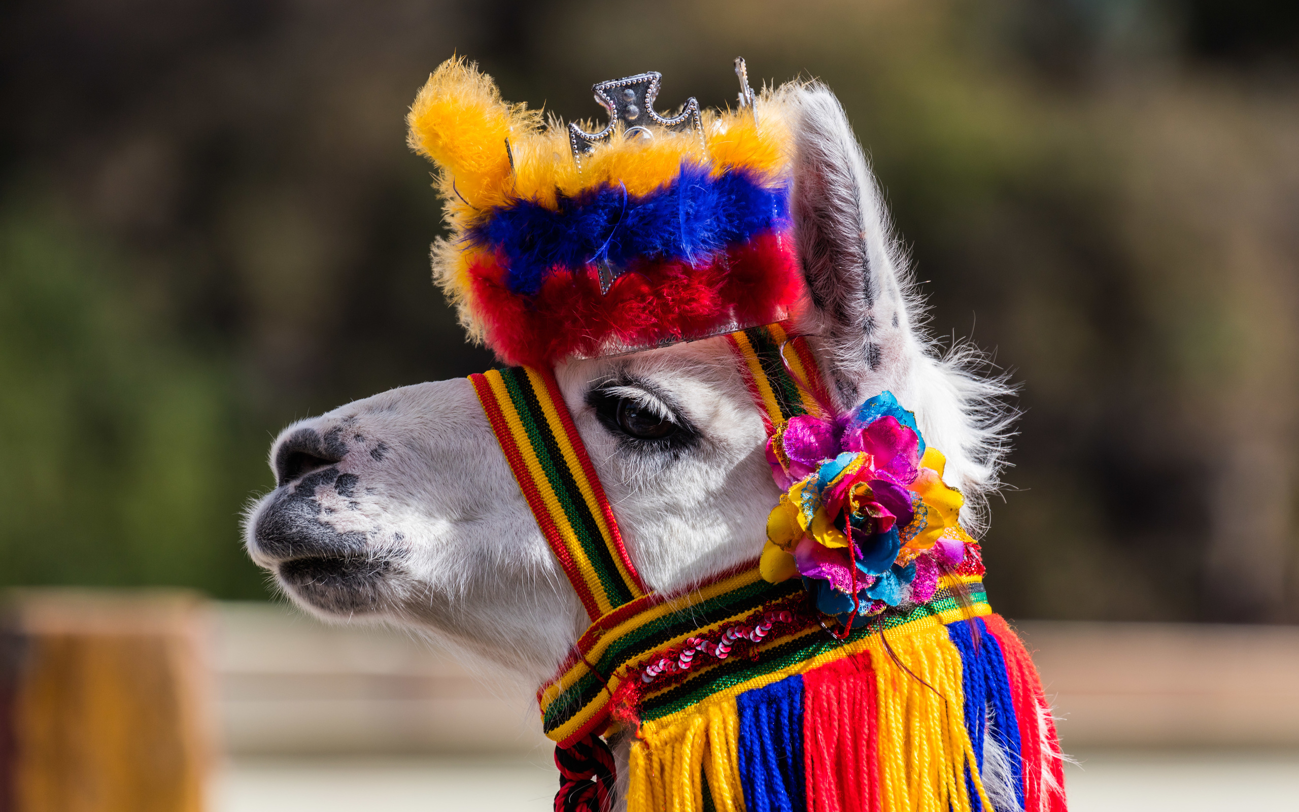 lama, ipiales, colombia