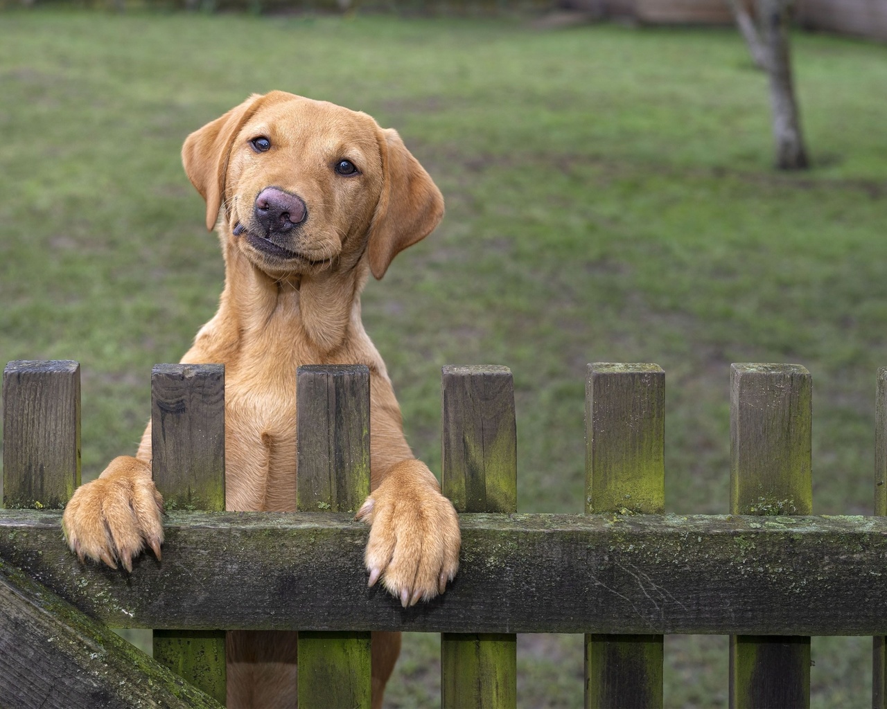 funny pets, guarding the home, dog