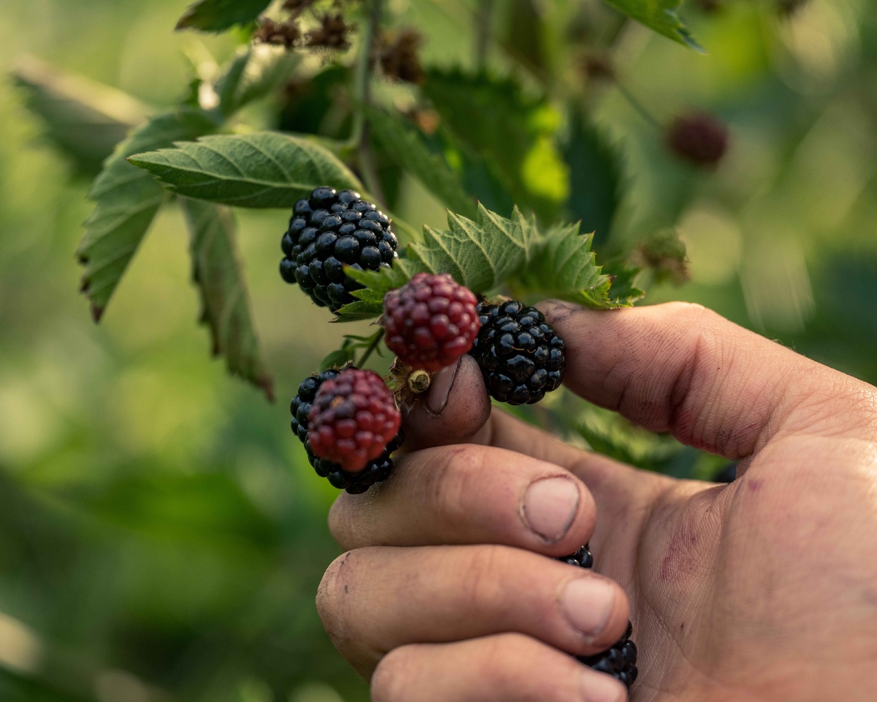 summer, harvest, berry farm, tasmania