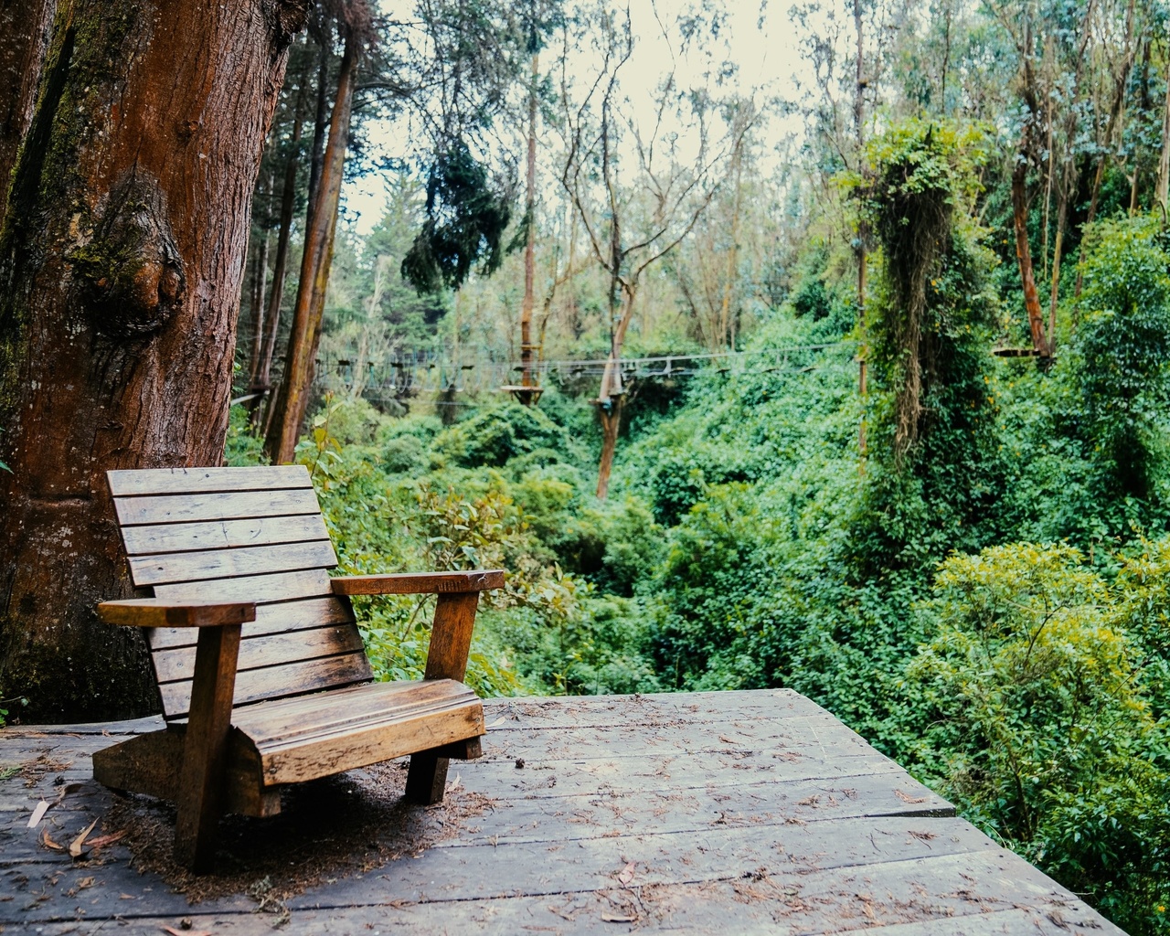 tropical andes, mindo, ecuador