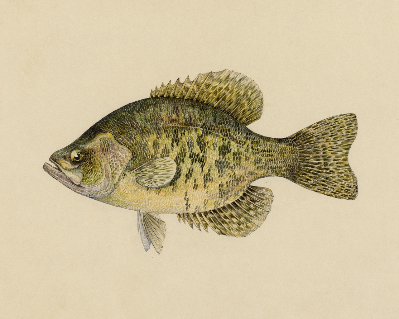 calico bass, pomoxys sparoides lacepede, miles ernest rost, zoological illustration