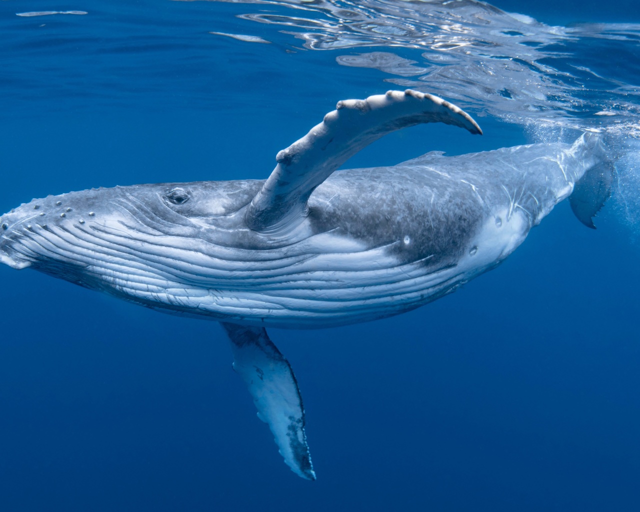 whale, ocean, humpback whale, marine mammals