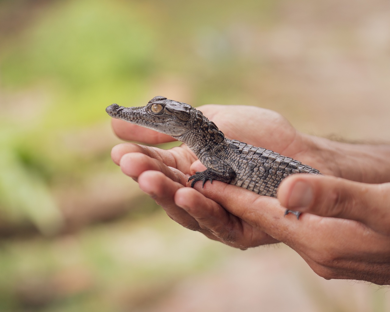 wildlife, baby animal, crocodile, hands, mexico