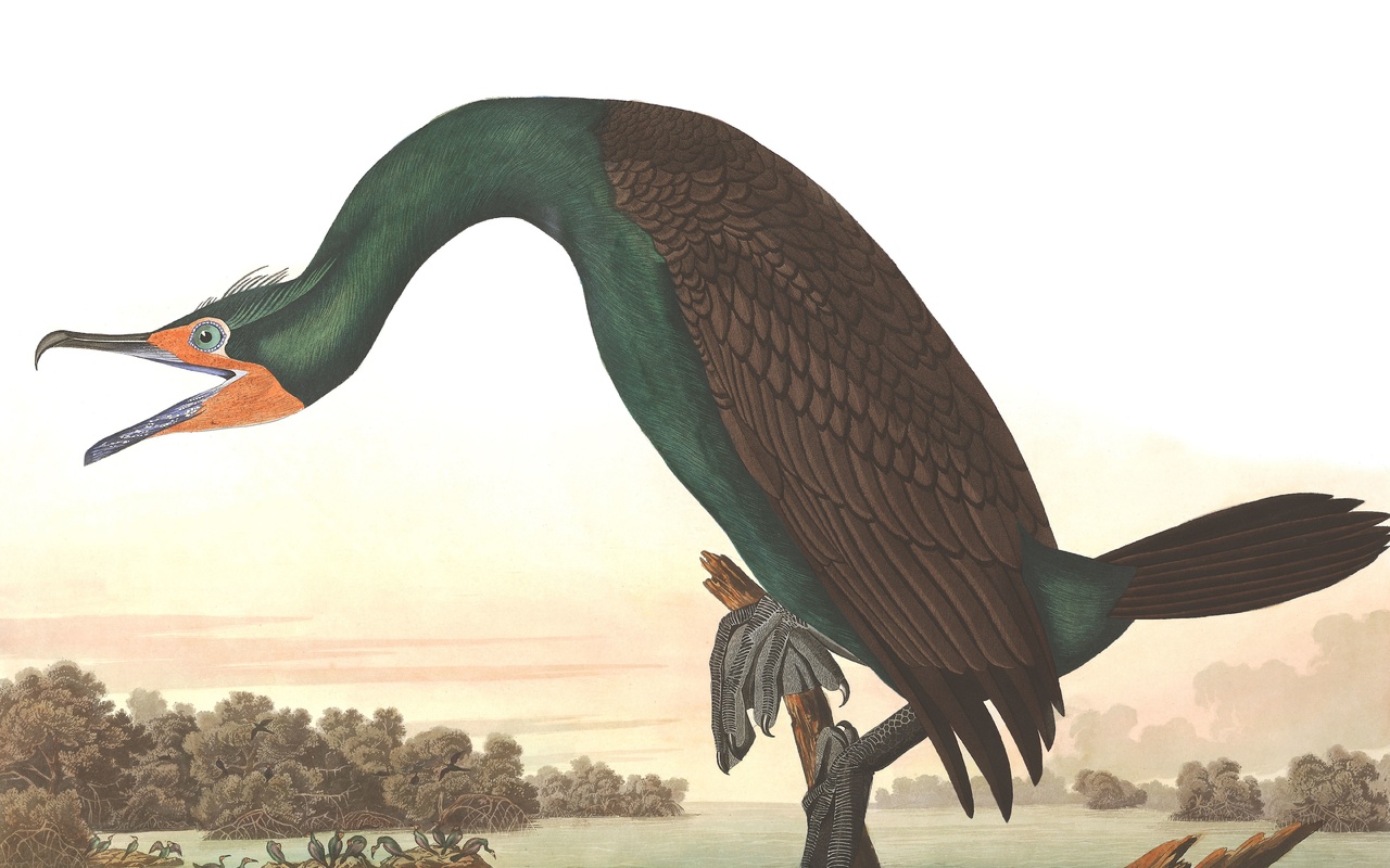 florida cormorant, john james audubon, birds of america