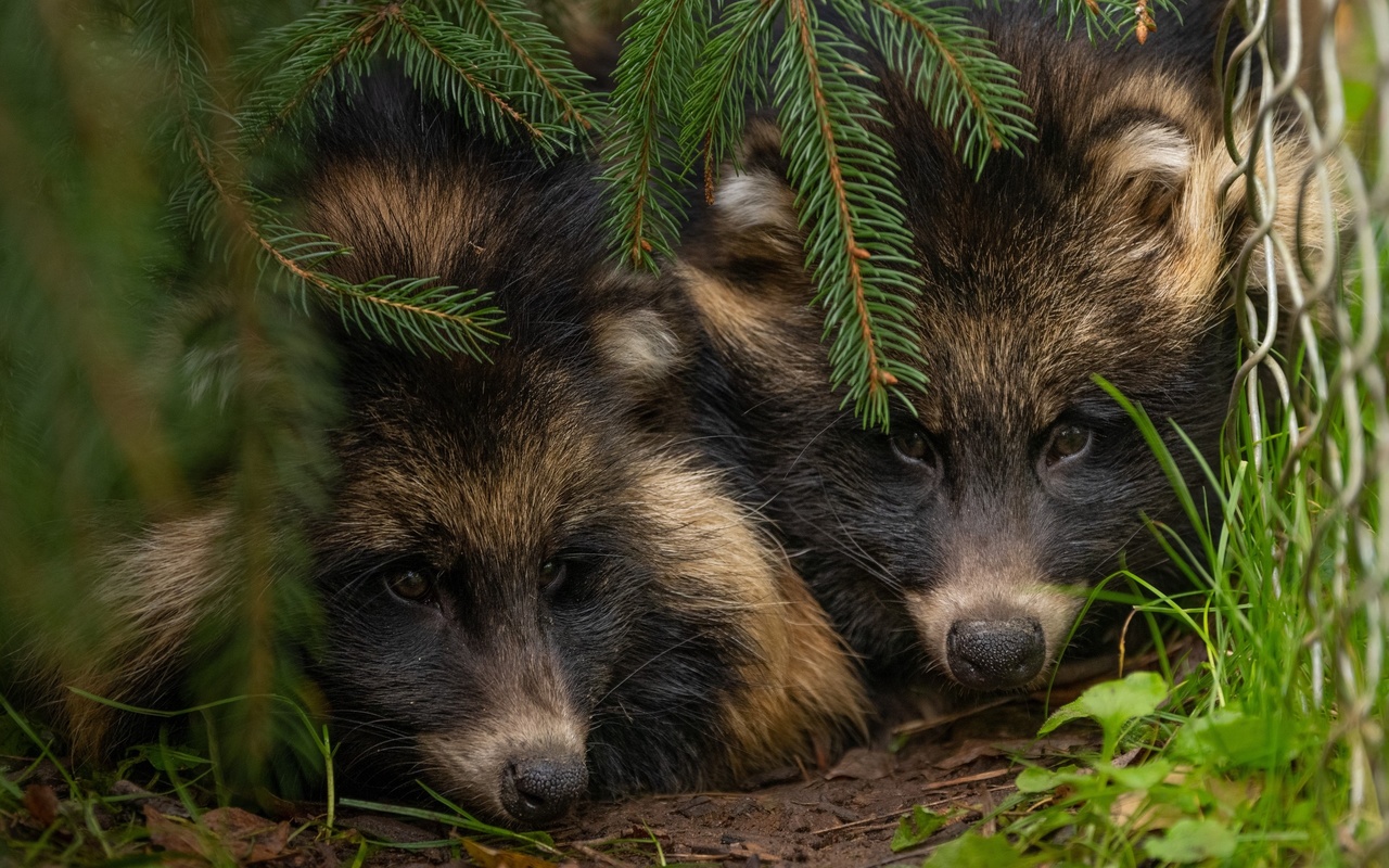 animals, danuki, wildlife, japanese raccoon dog