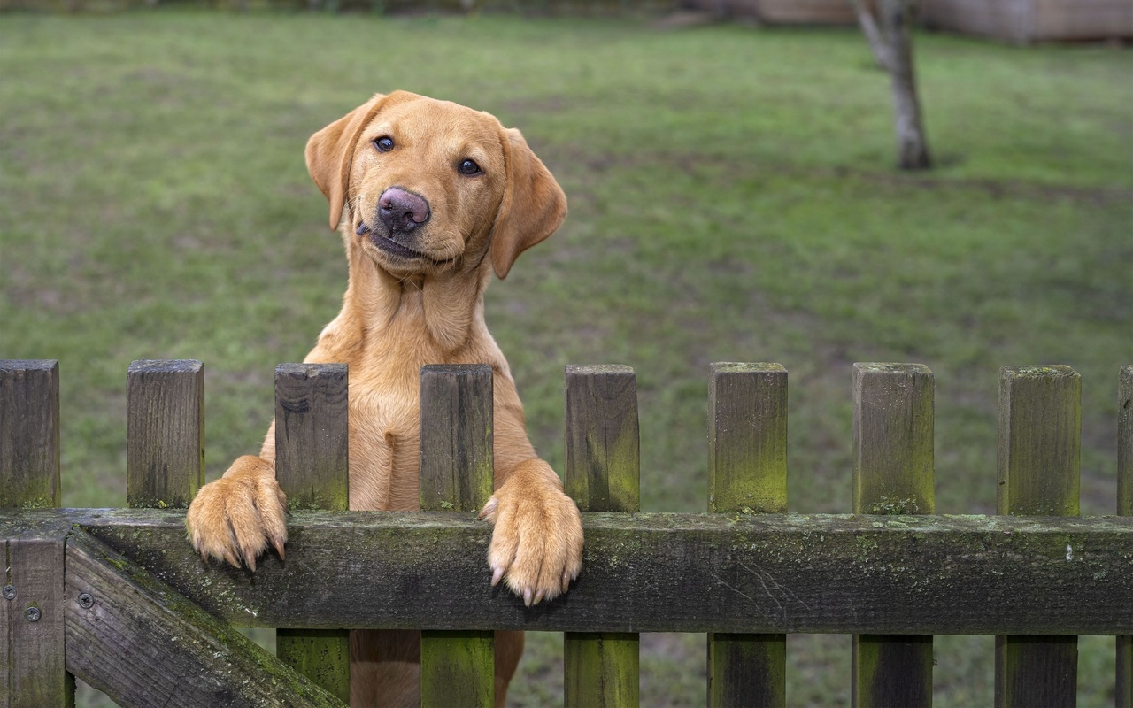 funny pets, guarding the home, dog