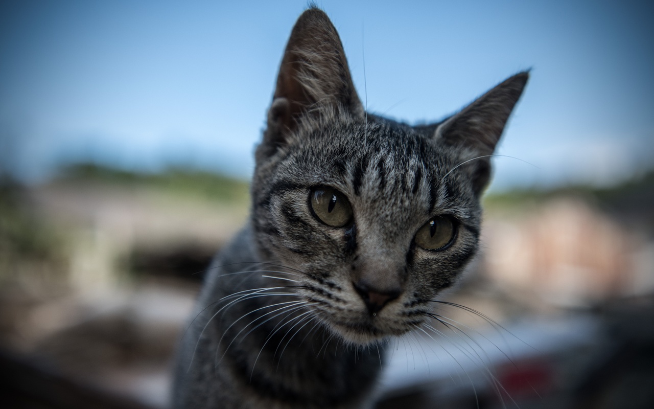 aoshima, cat island, japan