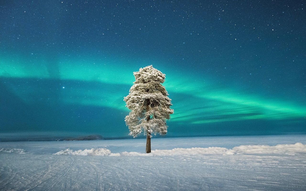 lone tree, scandinavian aurora, lapland, finland