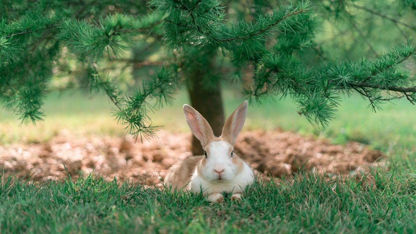 animals, rabbit, grass, trees