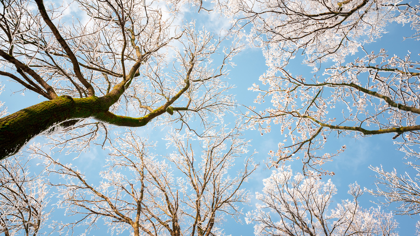 sunny day, winter, snowy trees