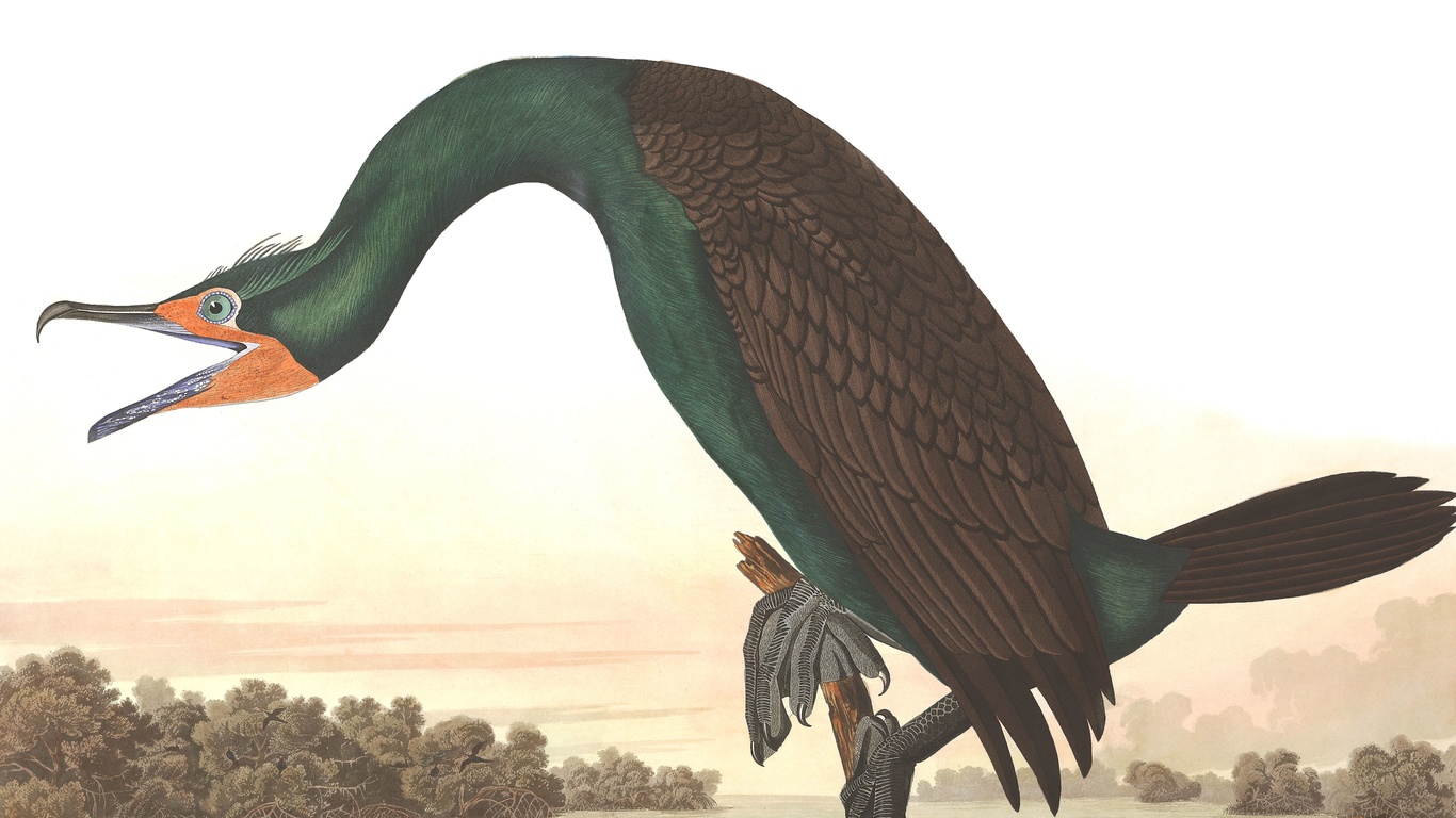 florida cormorant, john james audubon, birds of america