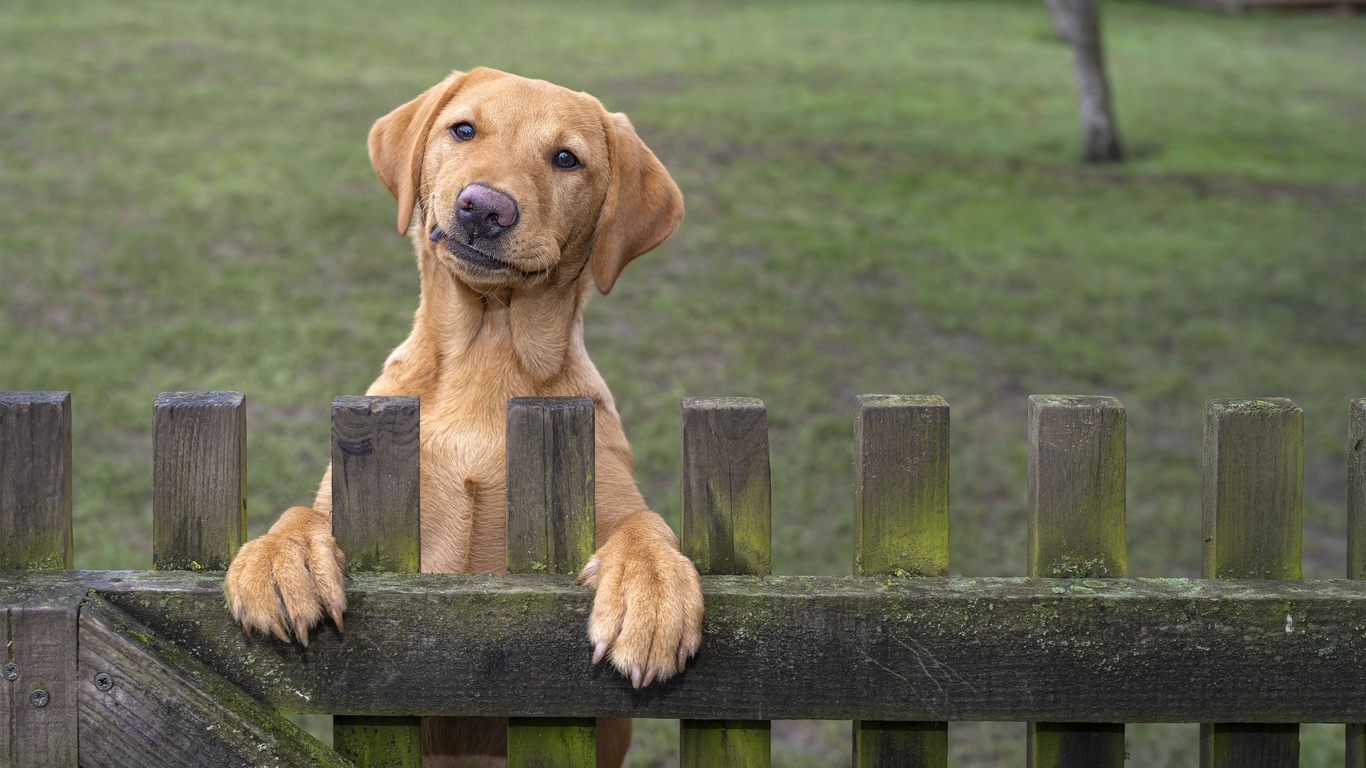 funny pets, guarding the home, dog