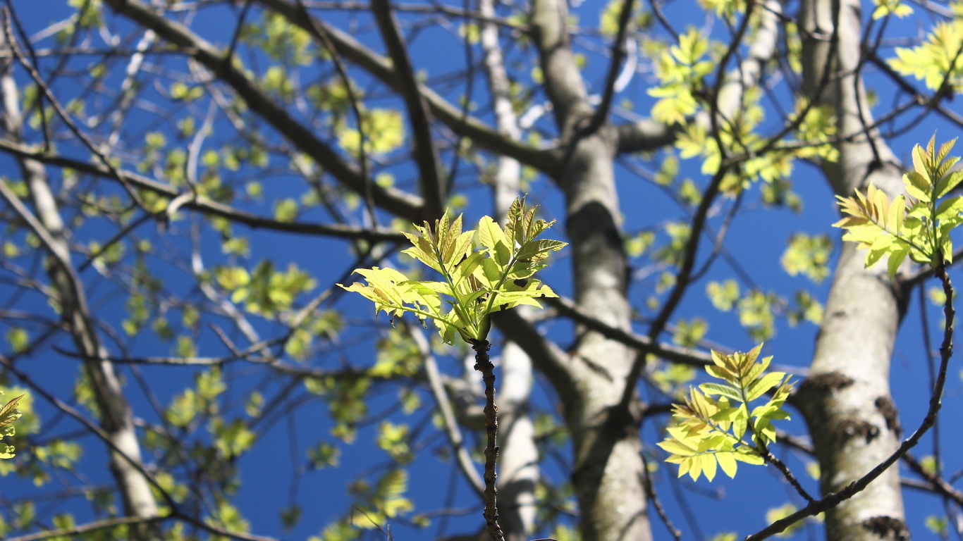 spring, nature, trees, leaves