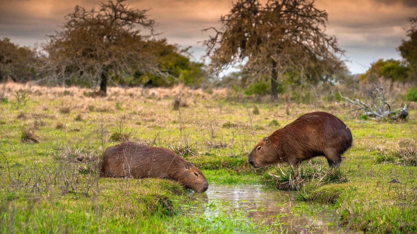 capybaras, ibera national park, argentina