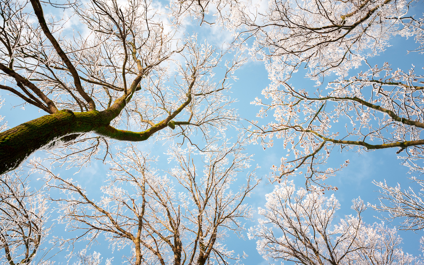 sunny day, winter, snowy trees