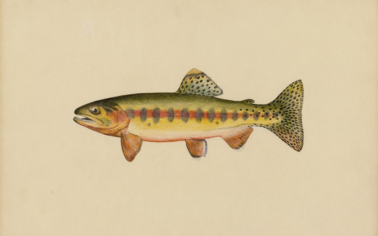 volcano creek golden trout, salmo roosevelti evermann, miles ernest rost, zoological illustration