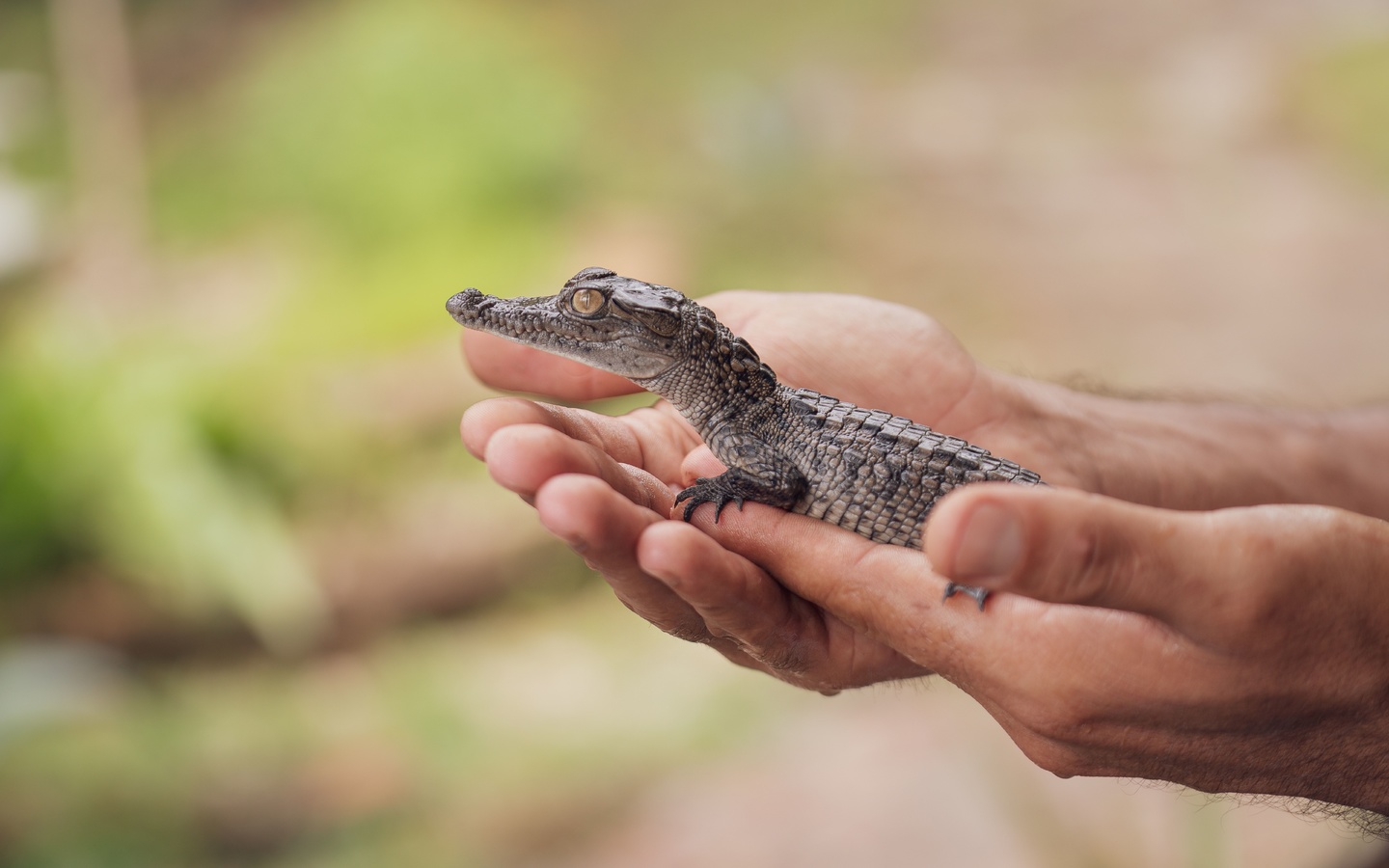 wildlife, baby animal, crocodile, hands, mexico