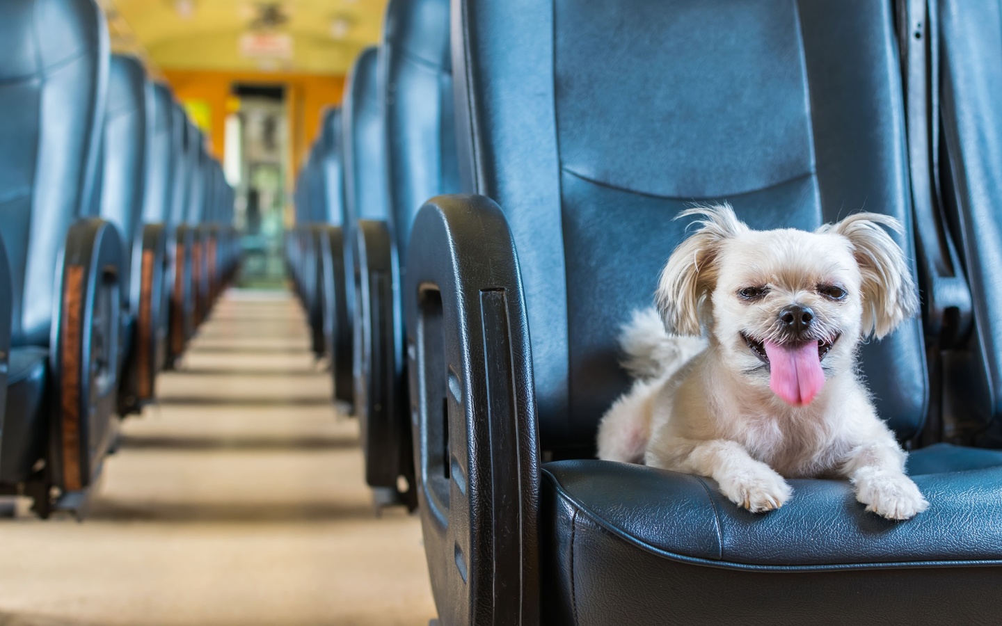 travelling, furry friends, train, dog