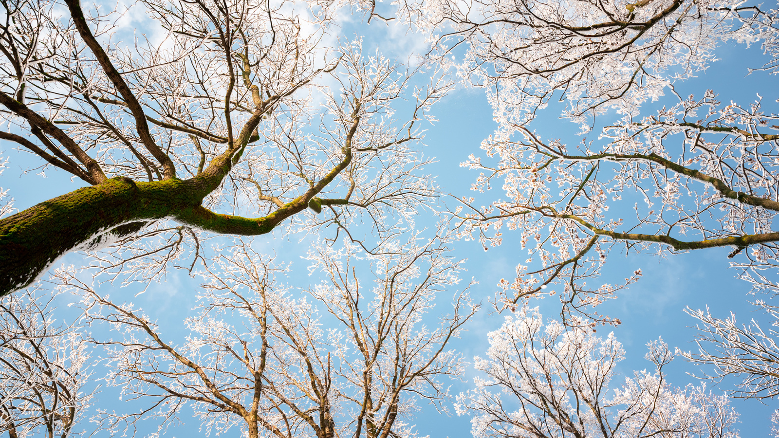 sunny day, winter, snowy trees