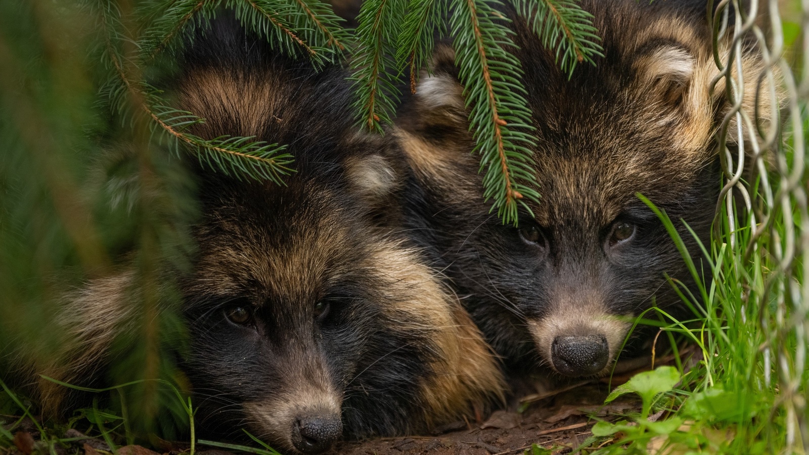 animals, danuki, wildlife, japanese raccoon dog